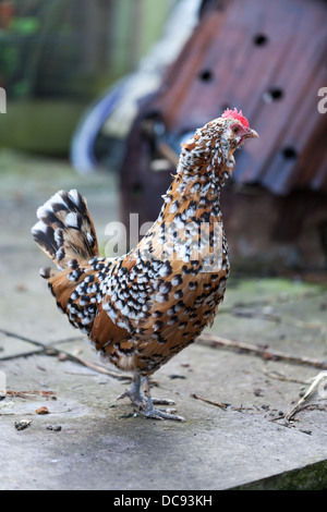 Braun-schwarze und weiße Huhn Stockfoto