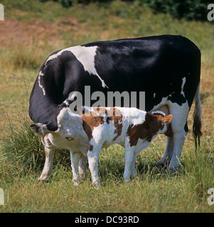 Hausrind. Kuh Kalb auf einer Wiese Spanferkel Stockfoto