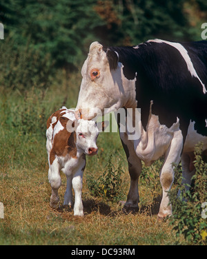 Hausrind. Kuh Kalb zärtlich am Kopf zu berühren Stockfoto