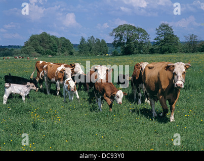 Hausrind, Fleckvieh. Herde der Kühe und Kälber auf einer Wiese Stockfoto