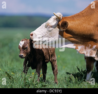 Hausrind, Fleckvieh. Kuh leckt neugeborenes Kalb Stockfoto