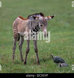 Grevys Zebra (Equus Grevyi). Fohlen Sie, Blick auf zwei behelmter Perlhühner (Numida Meleagris) im Rasen Stockfoto