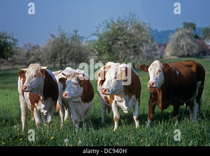 Hausrind, Fleckvieh. Vier Kühe stehen auf einer Wiese Stockfoto