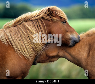 Islandpferd. Zwei Pferde, gegenseitige Fellpflege. Great Britain Stockfoto