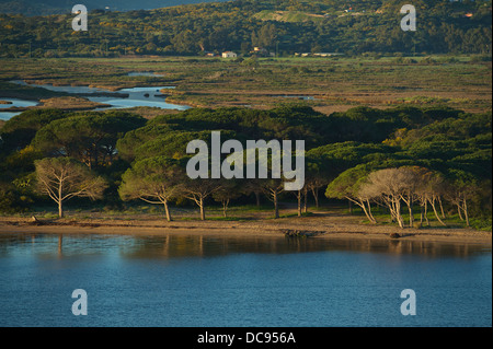 Nähert sich der Prot von Olbia mit der Fähre. Ansicht des Strandes mit Bäumen Stockfoto