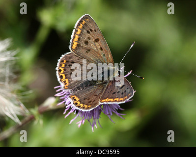 Detaillierte Makro Bild eines männlichen rußigen Kupfer Schmetterlings (Lycaena Tityrus) Fütterung auf eine lila Distel Blume Stockfoto
