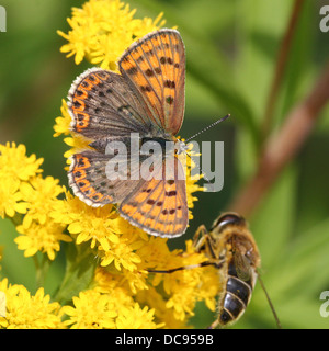 Detaillierte Makro Bild von einer der weiblichen rußigen Kupfer Schmetterling (Lycaena Tityrus) Fütterung auf Solidago (Goldrute) Stockfoto