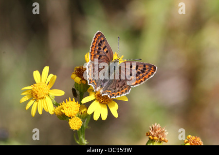 Detaillierte Makro Bild von einer der weiblichen rußigen Kupfer Schmetterling (Lycaena Tityrus) Fütterung auf eine gelbe Blume Stockfoto