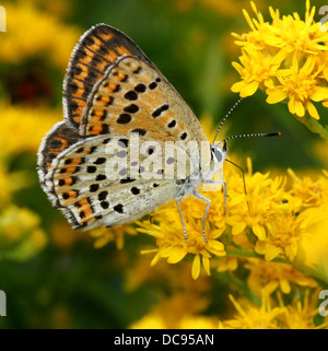 Detaillierte Makro Bild von einer der weiblichen rußigen Kupfer Schmetterling (Lycaena Tityrus) Fütterung auf Solidago (Goldrute) Stockfoto