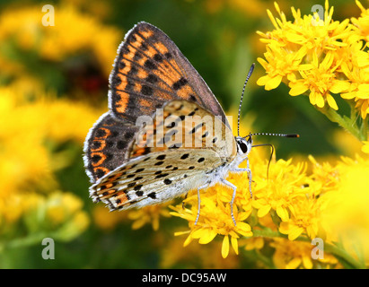 Detaillierte Makro Bild von einer der weiblichen rußigen Kupfer Schmetterling (Lycaena Tityrus) Fütterung auf Solidago (Goldrute) Stockfoto