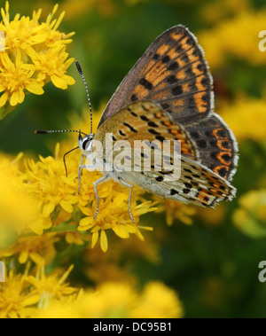 Detaillierte Makro Bild von einer der weiblichen rußigen Kupfer Schmetterling (Lycaena Tityrus) Fütterung auf Solidago (Goldrute) Stockfoto