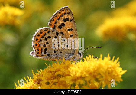 Detaillierte Makro Bild von einer der weiblichen rußigen Kupfer Schmetterling (Lycaena Tityrus) Fütterung auf Solidago (Goldrute) Stockfoto