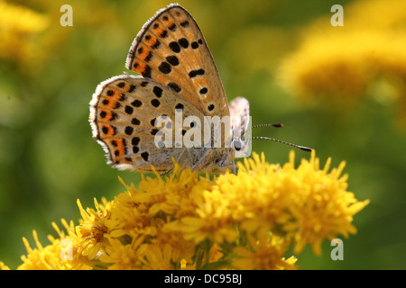 Detaillierte Makro Bild von einer der weiblichen rußigen Kupfer Schmetterling (Lycaena Tityrus) Fütterung auf Solidago (Goldrute) Stockfoto