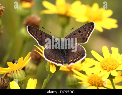 Detaillierte Makro Bild eines seltenen männlichen rußigen Kupfer Schmetterlings (Lycaena Tityrus) Stockfoto