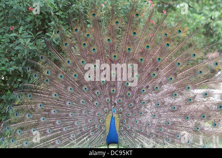 Pfau in Jaipur Indien Stockfoto