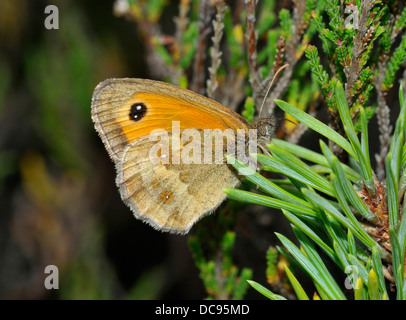 Hecke braun oder Gatekeeper Schmetterling - Maniola Tithonus auf Kiefer verlässt, Thursley gemeinsamen Stockfoto