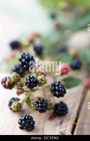 Maulbeere (Morus Nigra) im Sommer Reifen Stockfoto