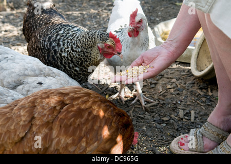 Kaukasische Frau Korn zum Bereich kostenlose Hühner füttern, von Hand, aufgenommen im Garten in Bristol, Großbritannien Stockfoto