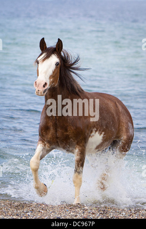 Criollo. Stute im Trab heraus aus dem Meer Stockfoto