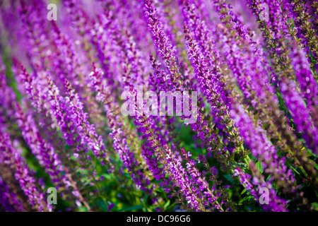 violette Blume Hintergrund von Salvia Nemorosa, flachen DOF Stockfoto