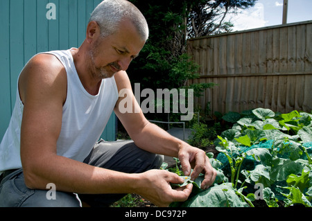 Kaukasischen Mann Suche nach Kohl weißer Schmetterling Raupe Eiern am Haus angebaut Kohl Pflanzen, in Bristol, Großbritannien Stockfoto