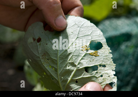 Kaukasischen Mann Suche nach Kohl weißer Schmetterling Raupe Larven am Haus angebaut Kohl Pflanzen, in Bristol, Großbritannien Stockfoto