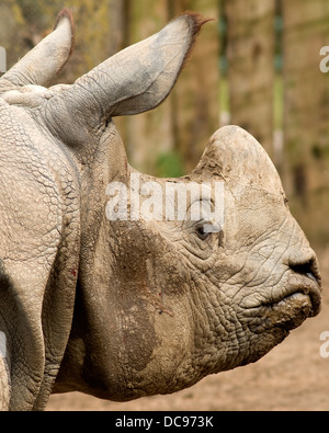 Eine Nahaufnahme des Kopfes ein größere einen gehörnten Nashorn, Rhinoceros Unicornis, bekannt als die indischen Rhino Stockfoto