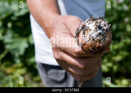 Mann mittleren Alter kaukasischen hält frisch ausgegraben verschimmelten Zwiebel Stockfoto