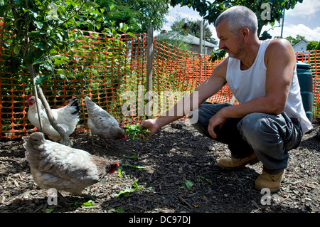 Kaukasischen Mann Fütterung freilaufenden Hühner Löwenzahnblätter, aufgenommen im Garten in Bristol, Großbritannien Stockfoto