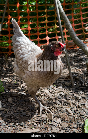 Freilandhaltung Bluebell Huhn im Garten in Bristol, Großbritannien Stockfoto