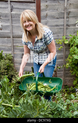 Kaukasische Frau Kommissionierung selbst angebauten Bohnen im Garten in Bristol, Großbritannien Stockfoto