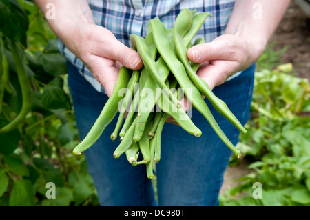 Kaukasische Frau hält Handvoll frisch gepflückt Hause angebauten Stangenbohnen im Garten in Bristol, Großbritannien Stockfoto