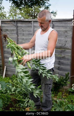 Kaukasischen Mann Kommissionierung selbst angebauten Bohnen im Garten, genommen in Bristol, Großbritannien Stockfoto