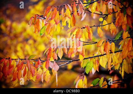 Hintergrund von gelb und orange Herbstlaub Stockfoto