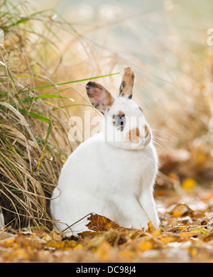 Netherland Dwarf Kaninchen sitzen auf ihren Hüften im trockenen Herbst Blätter Stockfoto