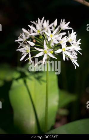 Bärlauch blüht im Frühjahr. Essbare Blätter und Blüten. Stockfoto