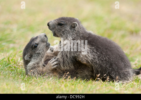 Alpine Murmeltiere (Marmota Marmota), junge Tiere spielen Stockfoto