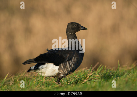 Brant Gans oder Brent Goose (Branta Bernicla) Stockfoto