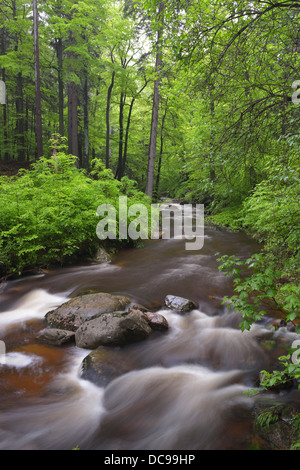 Wasser fließt über Steinen und Felsen in einem Gebirgsbach in einem gemischten Buchenwald, Verlauf des Flusses Ilse Stockfoto