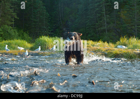Amerikanische Schwarzbären (Ursus Americanus) Angeln auf Lachs Stockfoto
