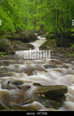 Wasser fließt über Steinen und Felsen in einem Gebirgsbach, Verlauf des Flusses Ilse Stockfoto