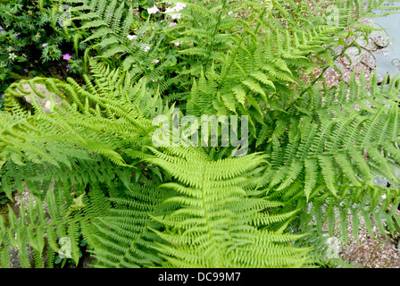 Garten-Farn in natürlicher Umgebung Stockfoto