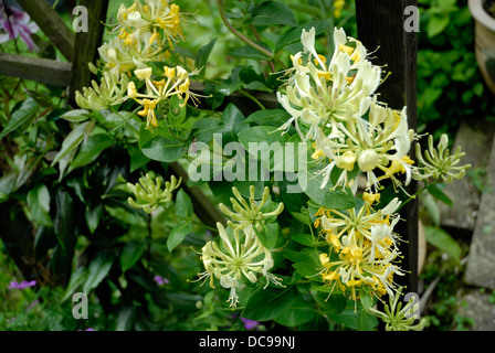 Geißblatt Strauch in voller Blüte und natürlichen Umgebung. Stockfoto