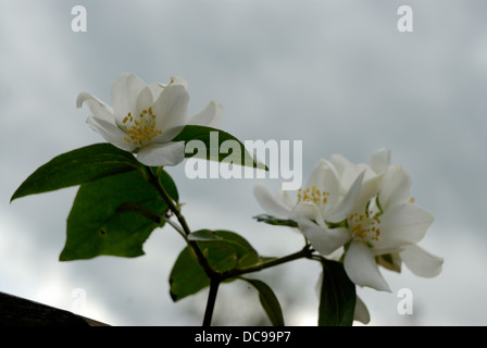 Apfelblüte in der Natur blühen. Stockfoto