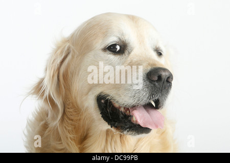 Golden Retriever adult keuchend Studio Porträtbild vor weißem Hintergrund Stockfoto