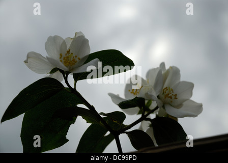 Apfelblüte in der Natur blühen. Stockfoto