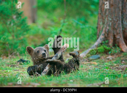Braunbär (Ursus Arctos), Jungtier Stockfoto
