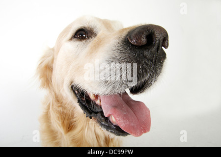 Golden Retriever adult keuchend Studio Porträtbild vor weißem Hintergrund Stockfoto