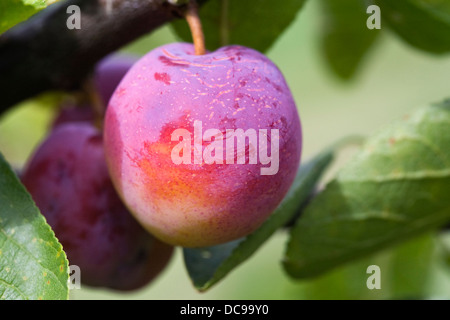 Prunus Domestica. Pflaume 'Stint' wächst in einem englischen Obstgarten. Stockfoto