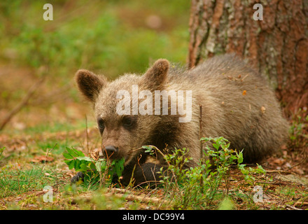 Braunbär (Ursus Arctos), Jungtier Stockfoto